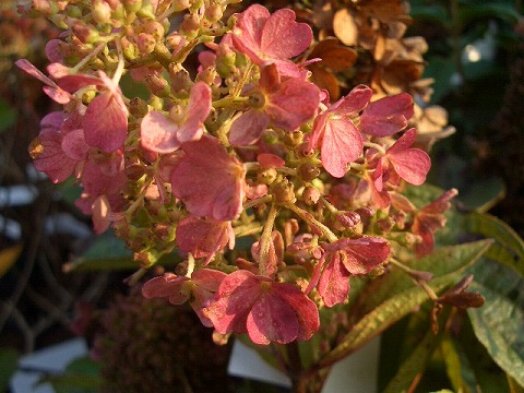 ノリウツギ ピンキーウィンキー ピラミッドアジサイ 苗 販売 苗木部