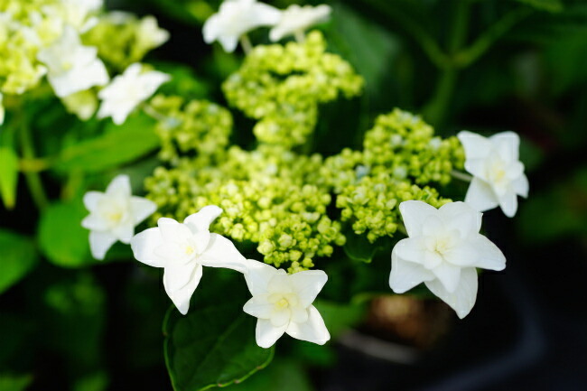 アジサイ シンデレラ 