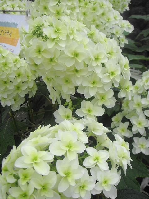  庭木　アジサイ　カシワバアジサイ　スノーフレーク