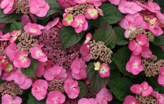 アジサイ タフスタッフ 1