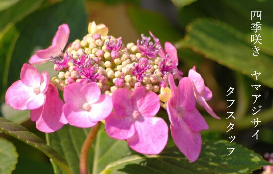 アジサイ タフスタッフ 