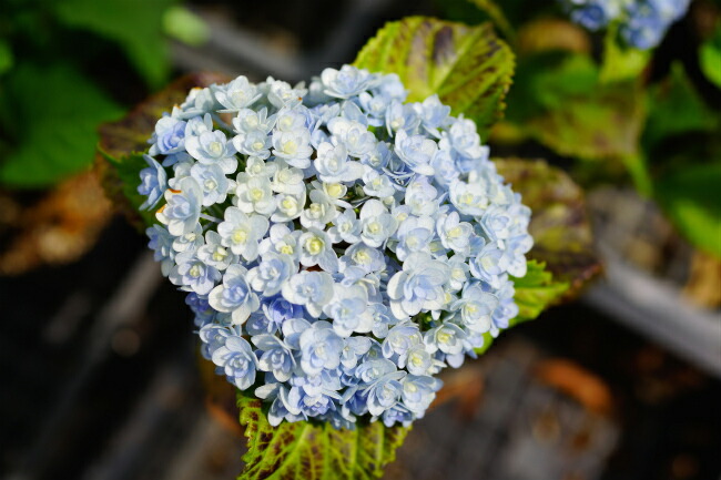 アジサイ てまりてまり 