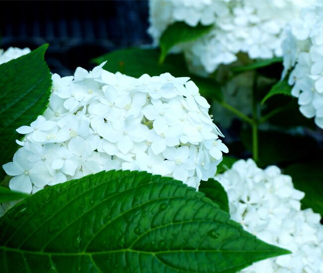 アジサイ ホワイトキング 1