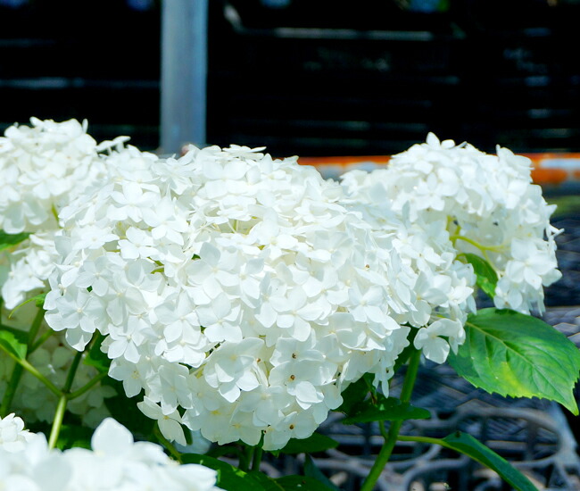 アジサイ ホワイトキング 