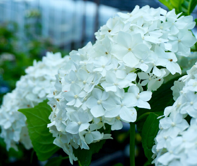 アジサイ ホワイトキング 2