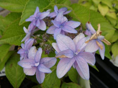 アジサイ 美方八重 4