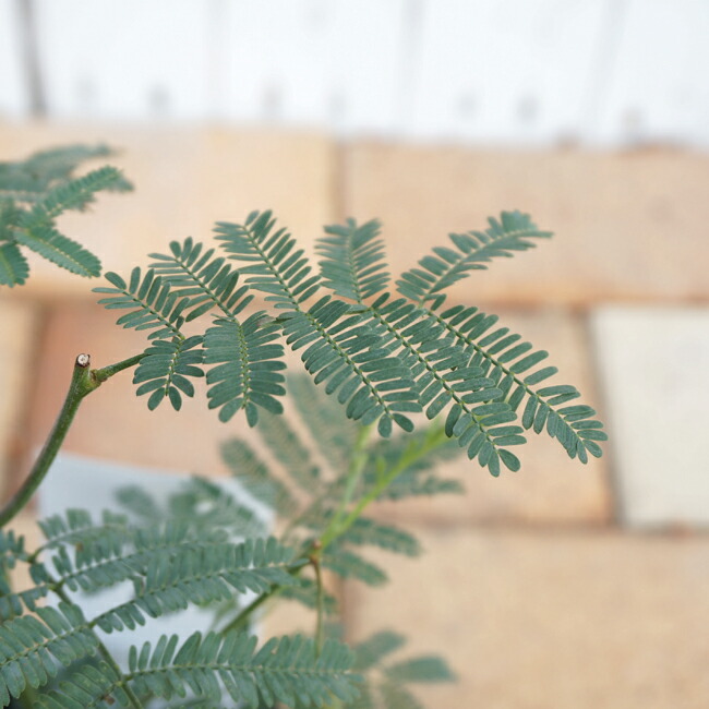 四季咲きミモザ　デアネイの葉。