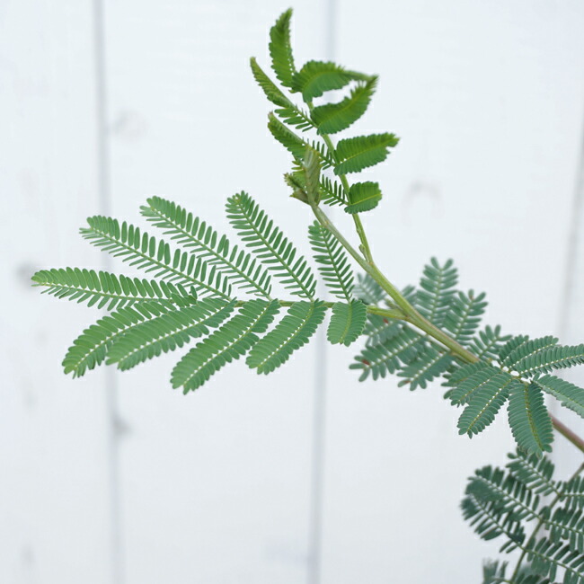 四季咲きミモザ　デアネイの葉。