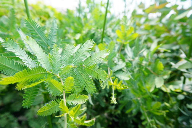 ギンヨウアカシア ゴールデンミモザ  4