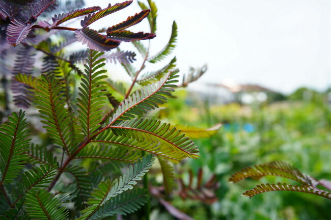 アカシア ゴールデンミモザ プルプレア 4