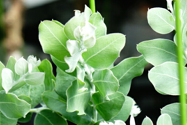 アカシア パールアカシア 苗 通販 苗木部 By 花ひろばオンライン