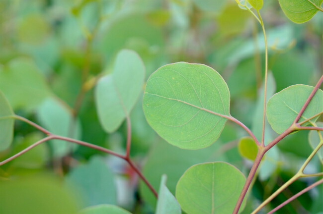 ユーカリ マルバユーカリ