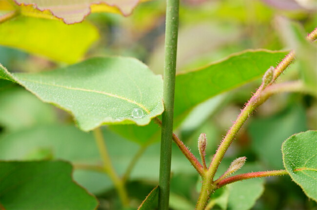 ユーカリ レモンユーカリ 1
