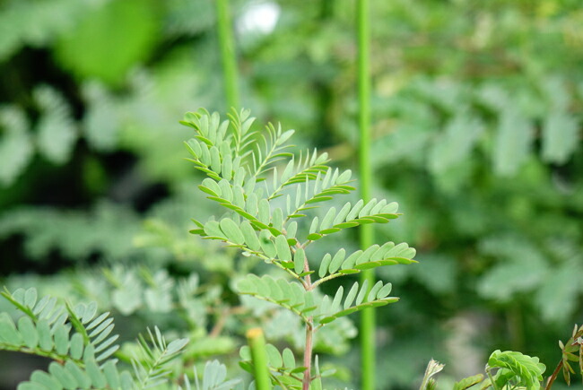 スペクタビリスの葉