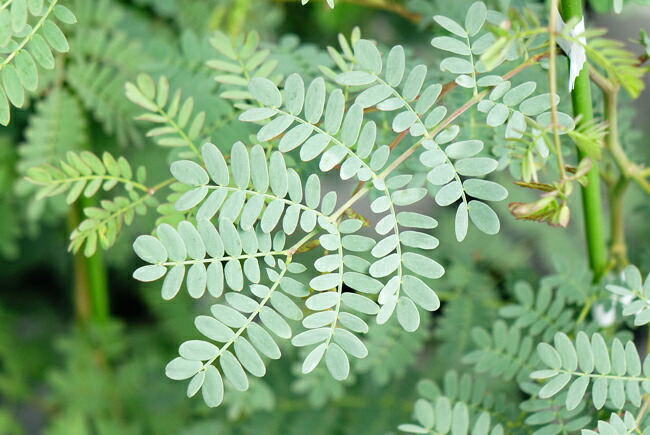 スペクタビリスの葉