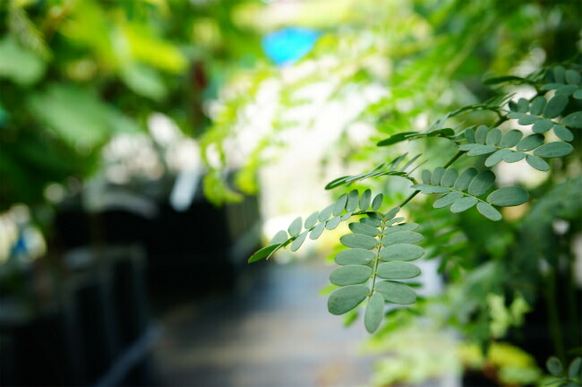 スペクタビリス