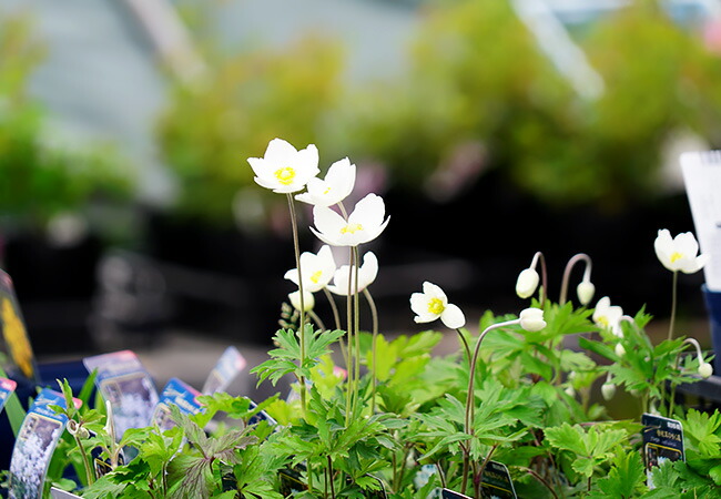 アネモネ シルベストリス 