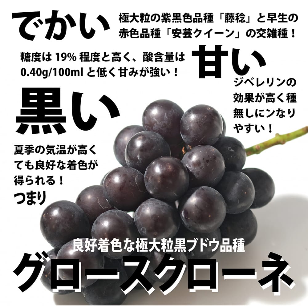 ブドウ グロースクローネ 1