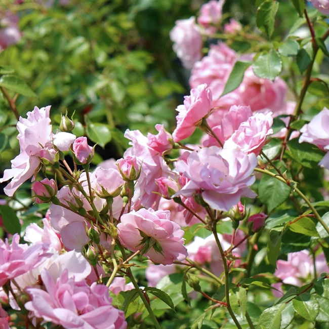 バラ ボニカ’82 2