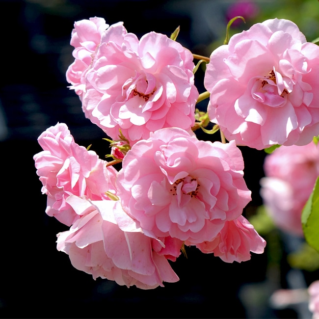 バラ ボニカ’82 4