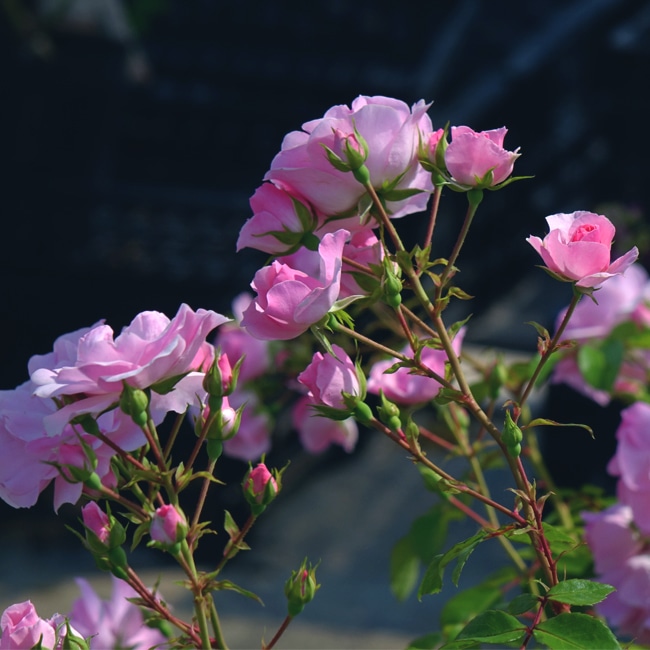 バラ ボニカ’82 5