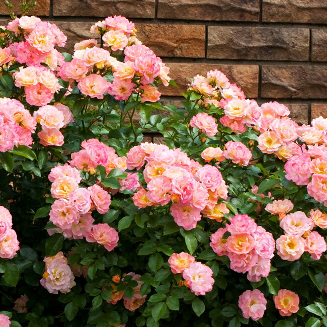 バラ ピーチドリフト ドリフトローズ 苗 通販 苗木部 By 花ひろば