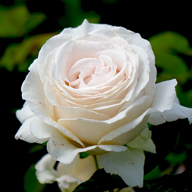   【バラ苗】 エルヴィス 