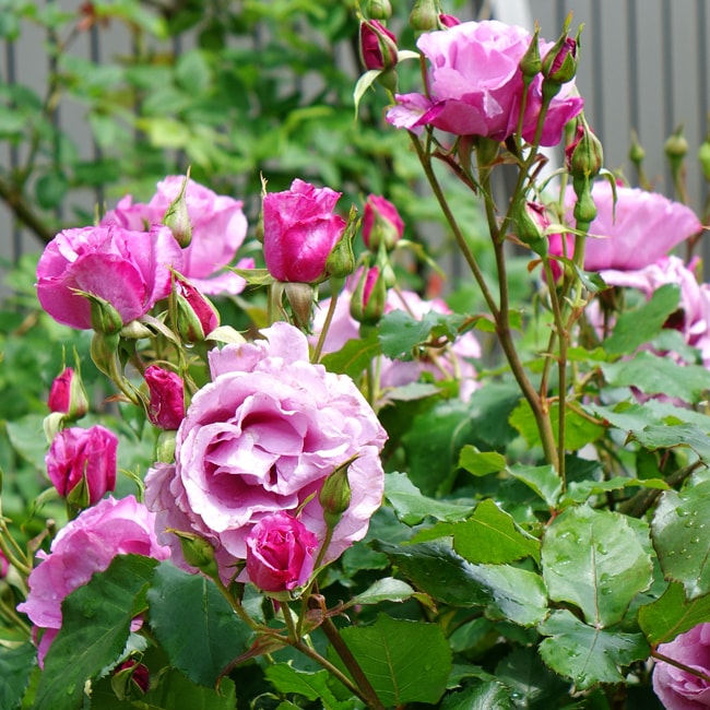 バラ ベルサイユのバラ フェルゼン伯爵 4