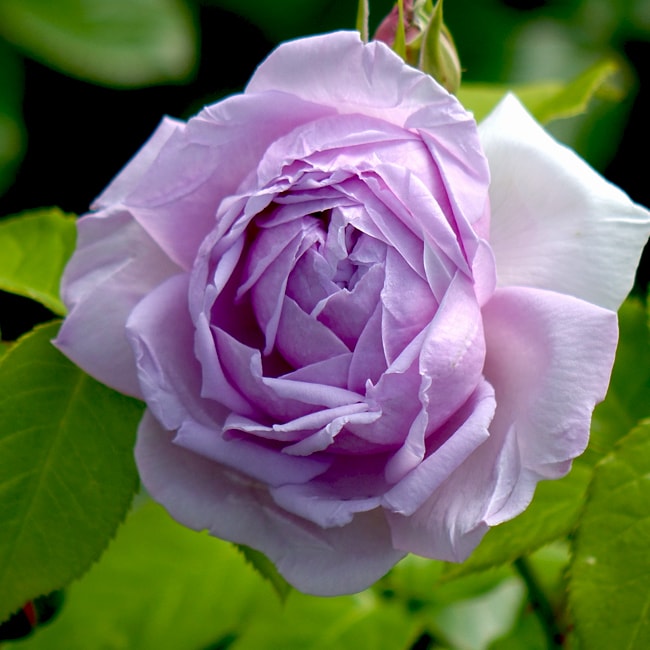 Kimura Takunori by plant ROSE BLEU CIEL LE bleu~さま　バラ　苗　切り花品種 ciel 青空~le 2012 バラ Japan 花