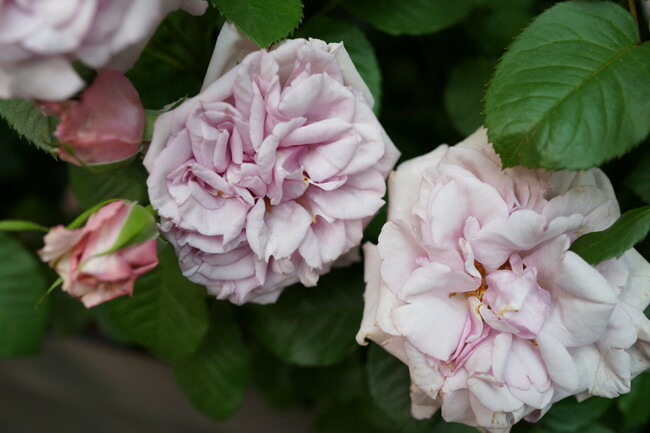 バラ アベイドゥヴァルサント 