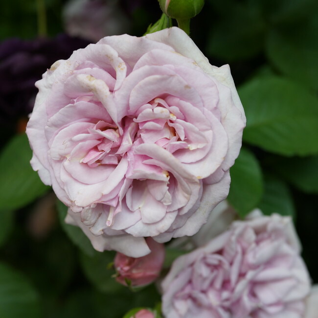 バラ アベイドゥヴァルサント 