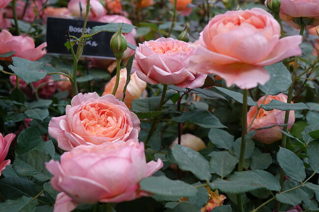 【バラ苗】 ボスコベル