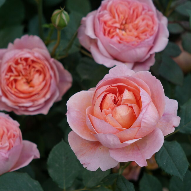   【バラ苗】 ボスコベル