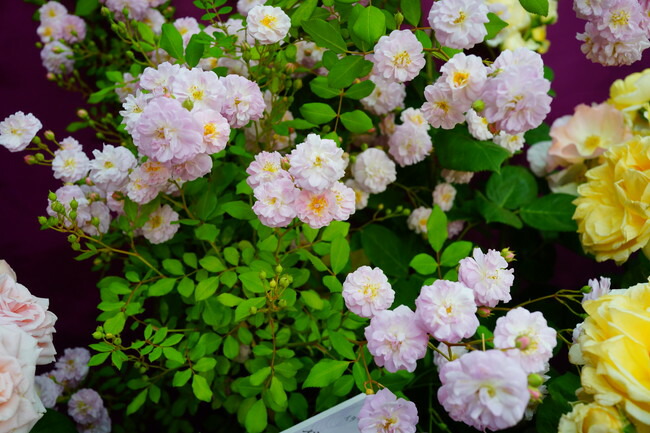 バラ ブリーズパルファン 2