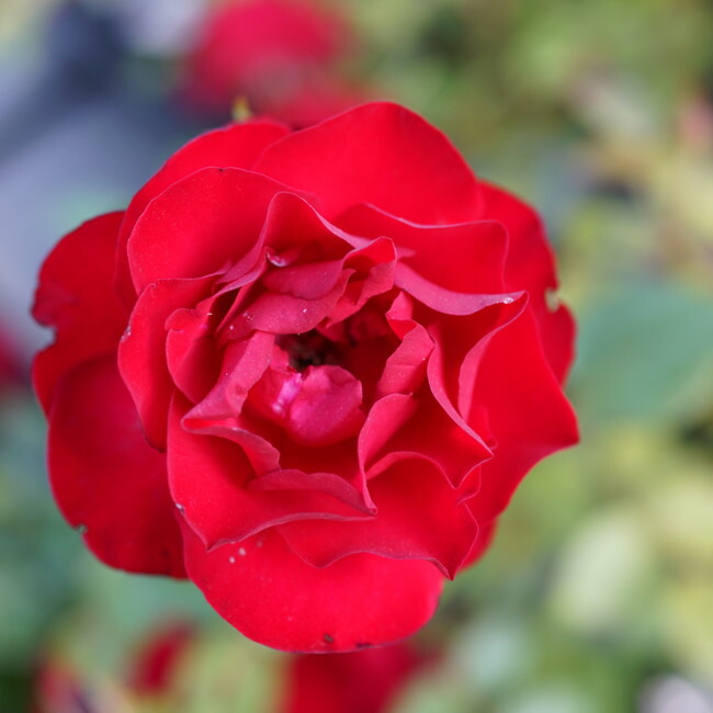 バラ ダブリンベイ 1