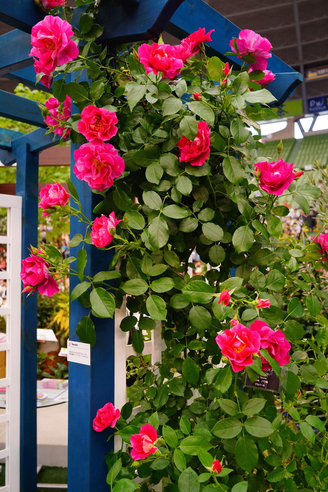 バラ ギーサヴォワ 2