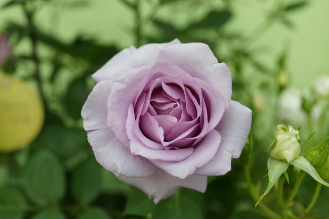 バラ 夜来香 （イエライシャン） 苗 販売 苗木部 By 花ひろばオンライン