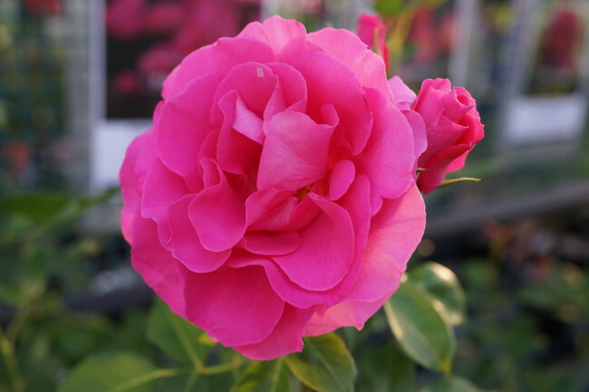 バラ つるローズうらら 2