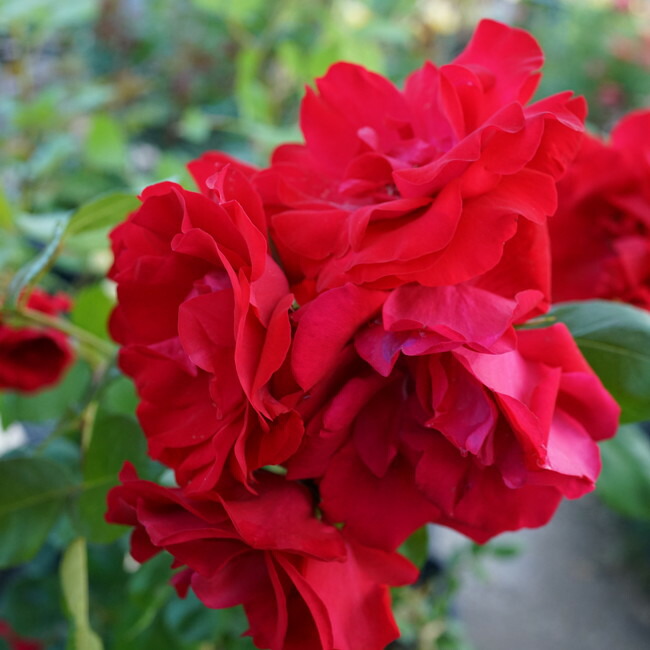 バラ クリムゾンスカイ 