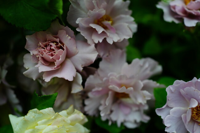 バラ クチュールローズチリア 