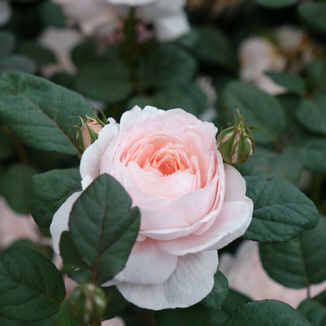 バラ クイーンオブスウェーデン 