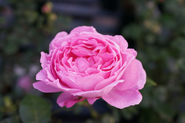 バラ メアリーローズ 1