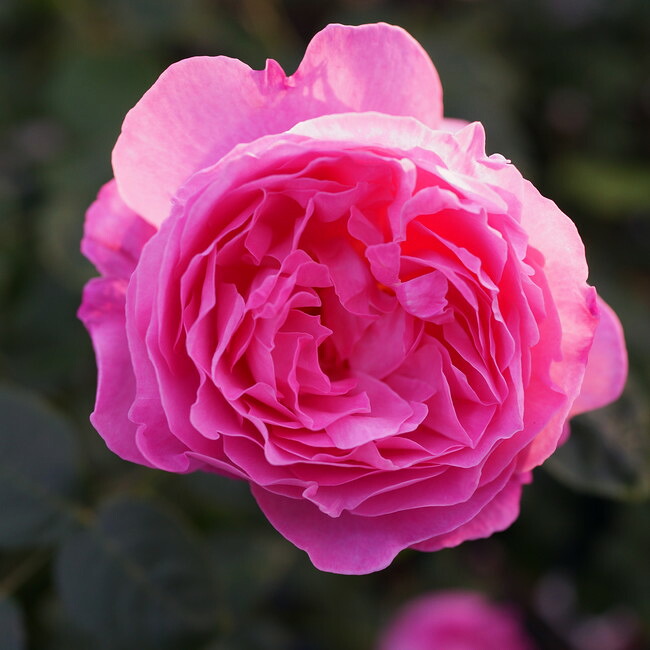 バラ メアリーローズ 