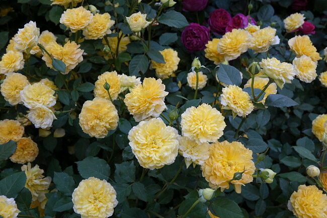 バラ モリニュー 1