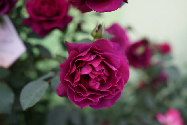 バラ オデュッセイア 2