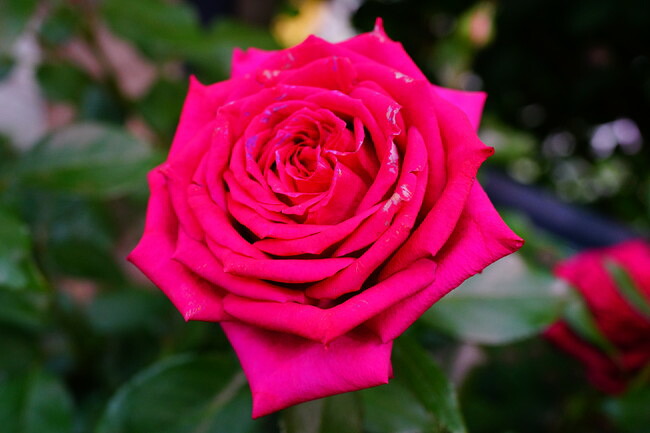 バラ レジスマルコン 