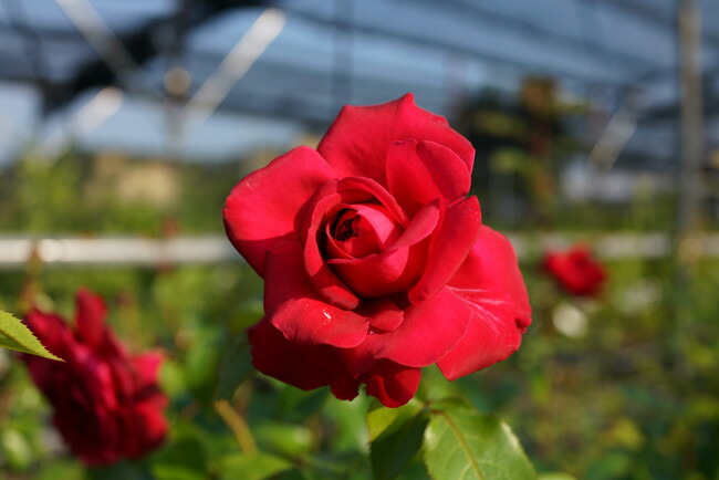 バラ リパブリックドゥモンマントル 