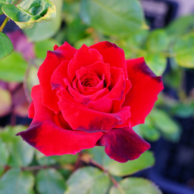 バラ ローズオオサカ 