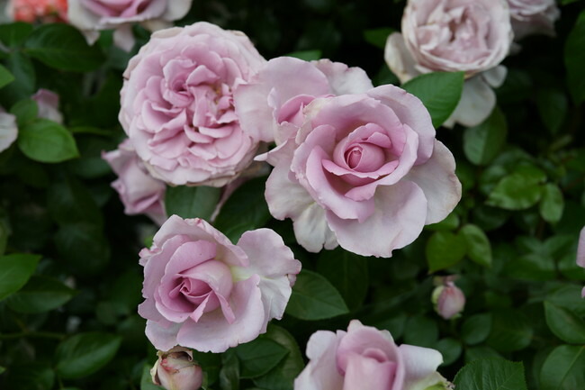 バラ ローズシナクティフ 1