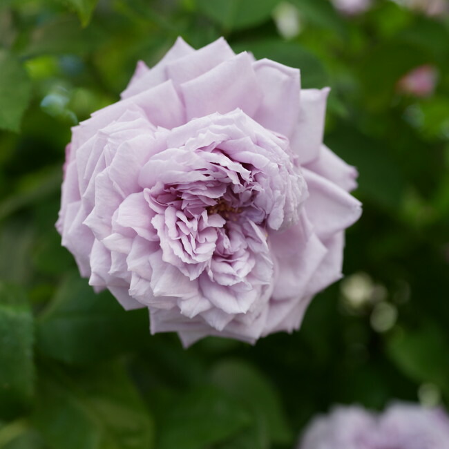 バラ ルシエルブルー 